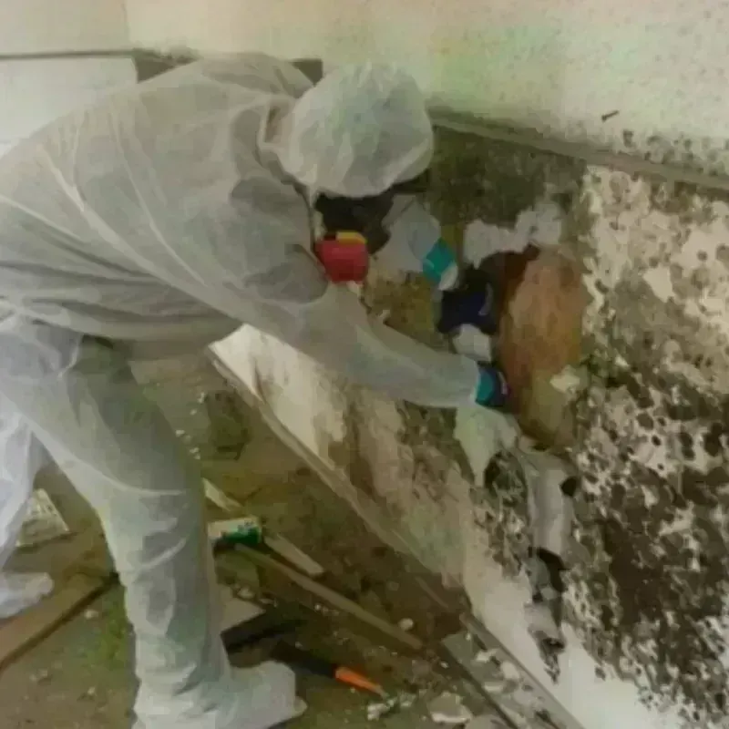 Mold Remediation and Removal in Naples, UT